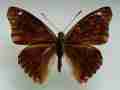 Apatura ilia male (lesser purple emperor aberration3) Internet Image property of respective owner, non-commercial use only